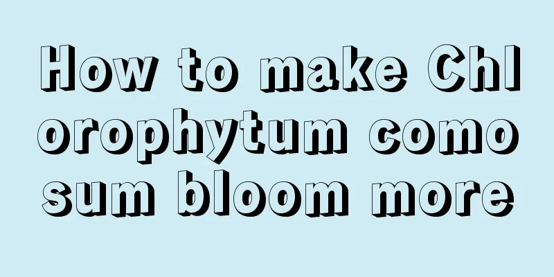 How to make Chlorophytum comosum bloom more