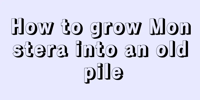 How to grow Monstera into an old pile