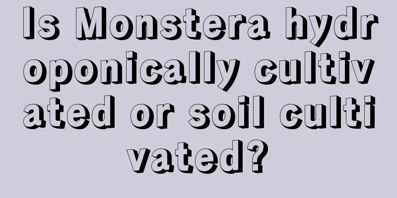 Is Monstera hydroponically cultivated or soil cultivated?