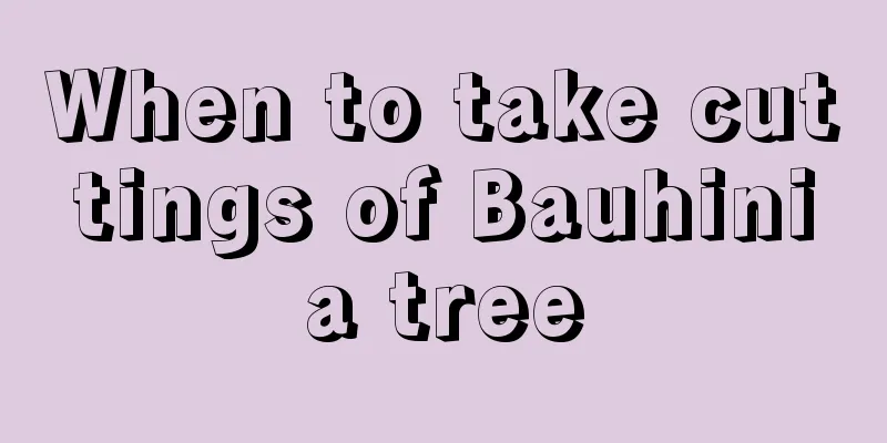 When to take cuttings of Bauhinia tree