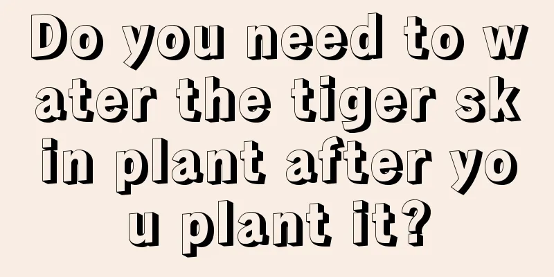 Do you need to water the tiger skin plant after you plant it?