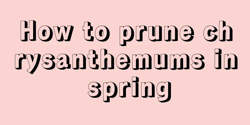 How to prune chrysanthemums in spring