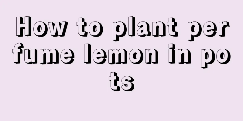 How to plant perfume lemon in pots