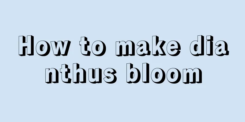 How to make dianthus bloom