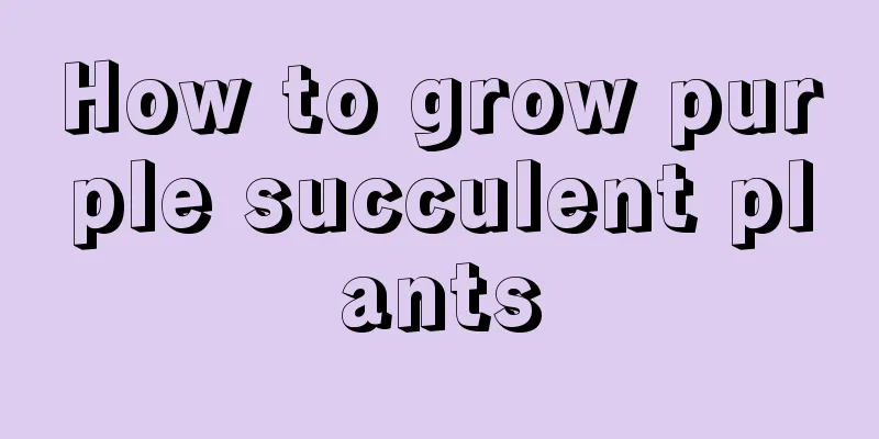 How to grow purple succulent plants