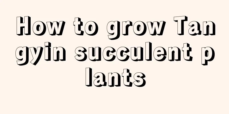 How to grow Tangyin succulent plants