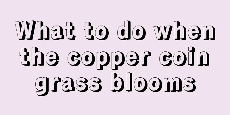 What to do when the copper coin grass blooms