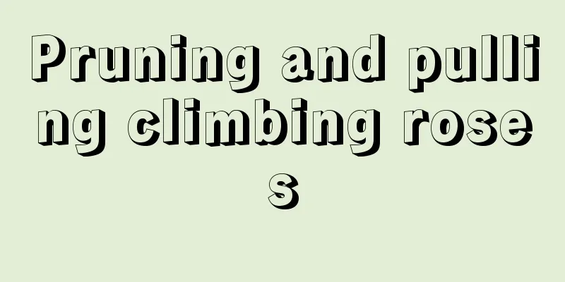 Pruning and pulling climbing roses