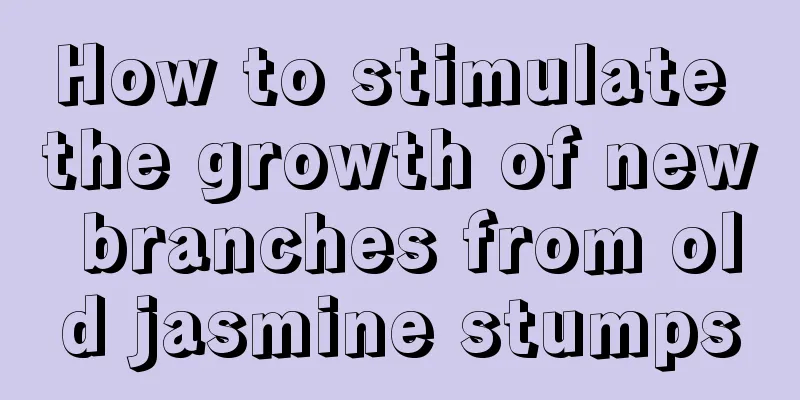 How to stimulate the growth of new branches from old jasmine stumps