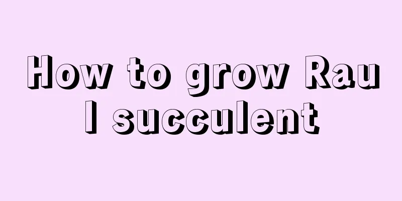 How to grow Raul succulent