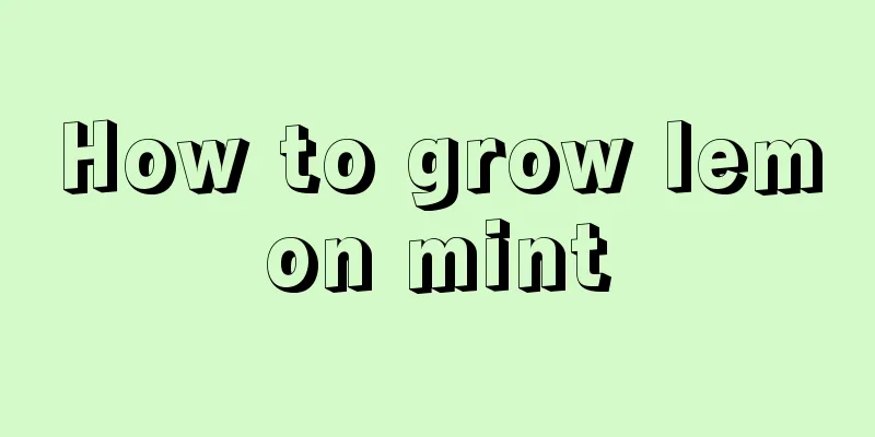 How to grow lemon mint