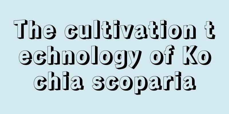 The cultivation technology of Kochia scoparia