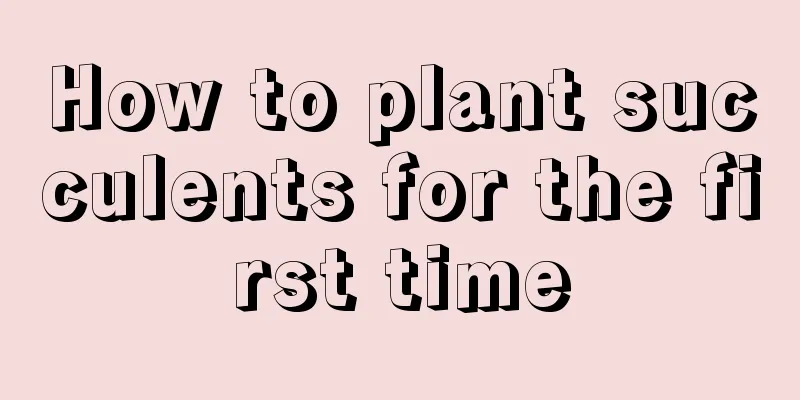 How to plant succulents for the first time