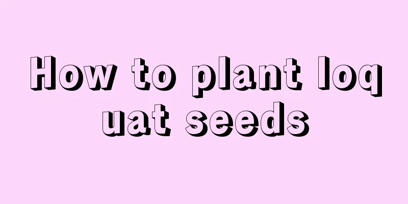 How to plant loquat seeds