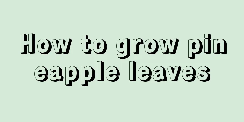 How to grow pineapple leaves