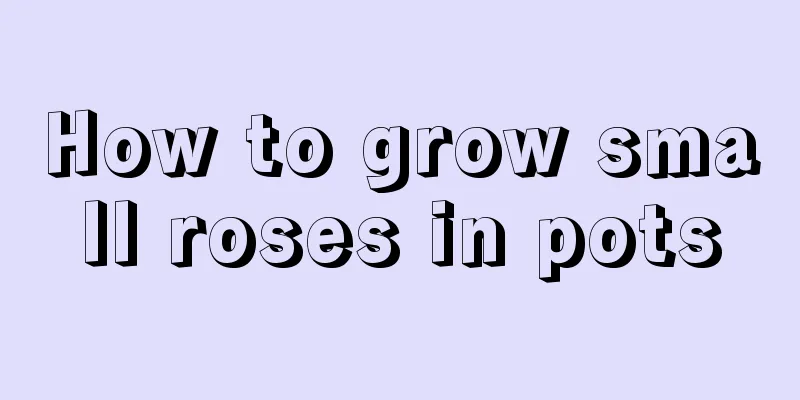 How to grow small roses in pots