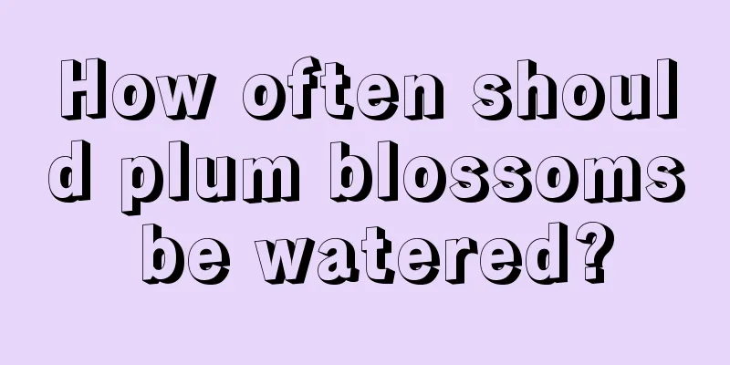 How often should plum blossoms be watered?