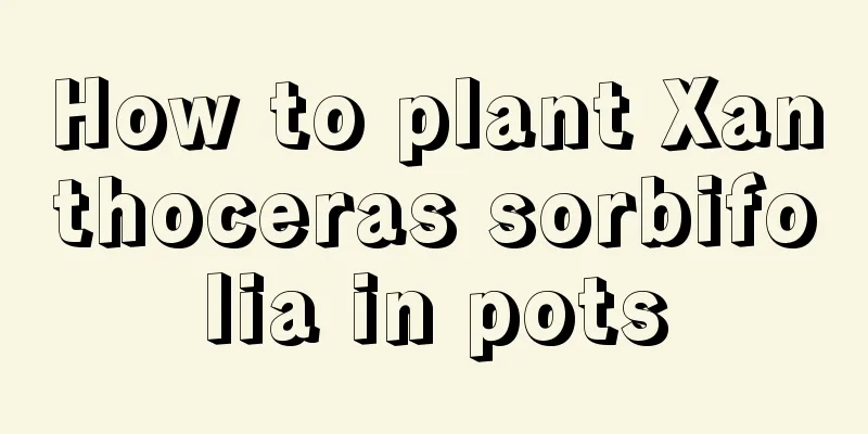 How to plant Xanthoceras sorbifolia in pots