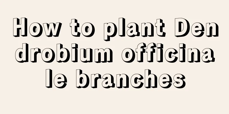 How to plant Dendrobium officinale branches