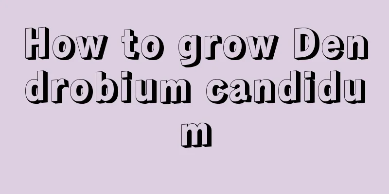 How to grow Dendrobium candidum