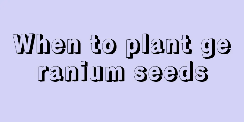 When to plant geranium seeds