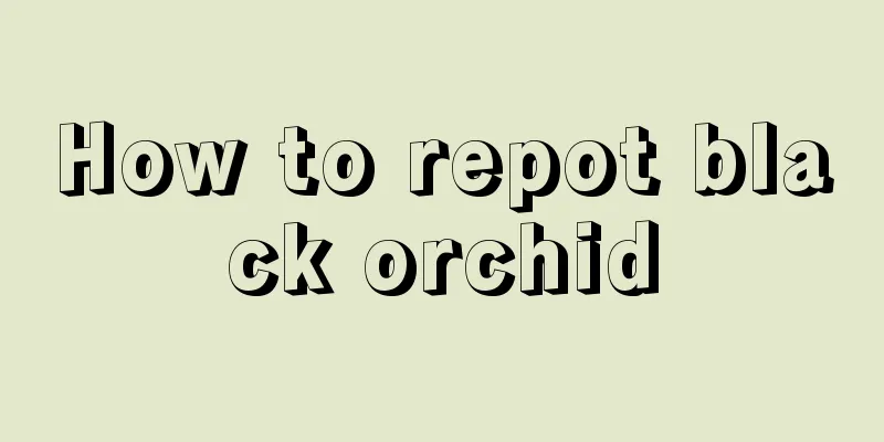 How to repot black orchid