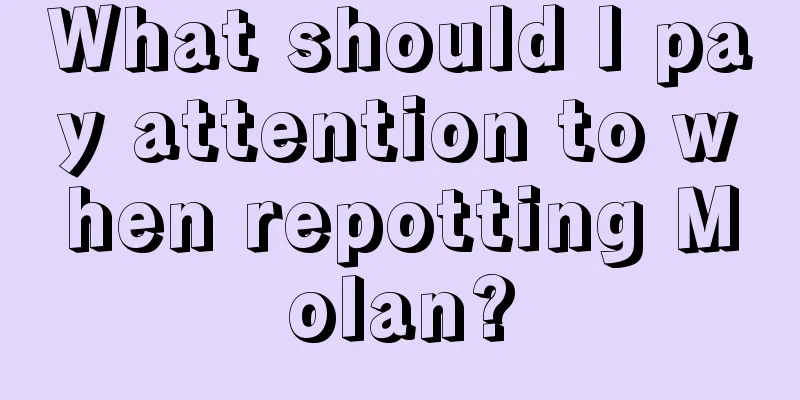 What should I pay attention to when repotting Molan?