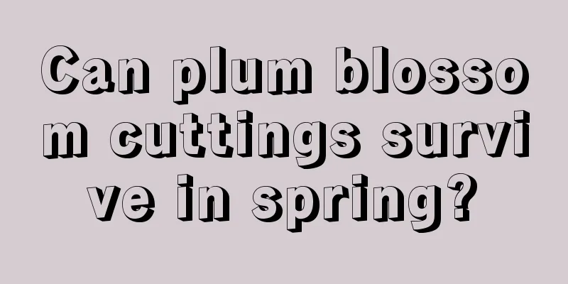 Can plum blossom cuttings survive in spring?