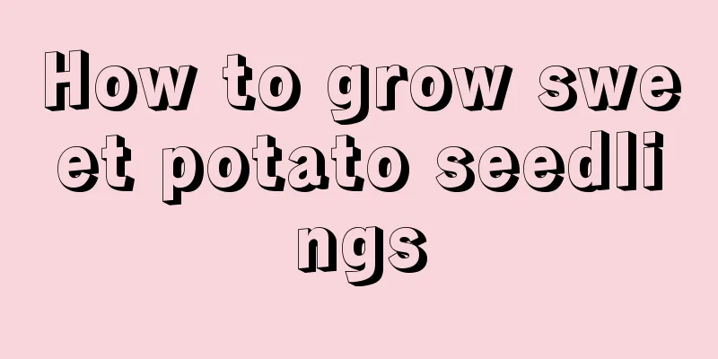 How to grow sweet potato seedlings