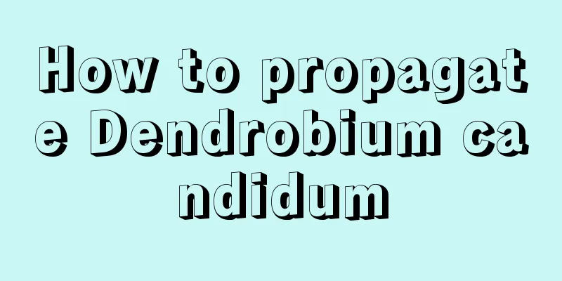 How to propagate Dendrobium candidum