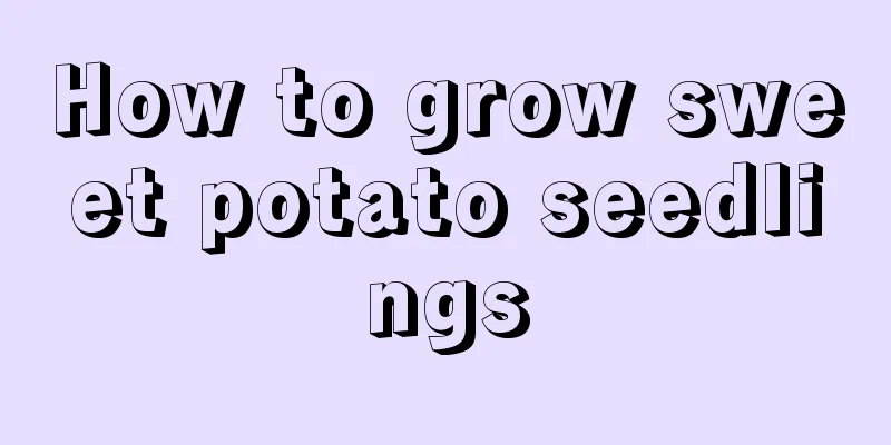 How to grow sweet potato seedlings