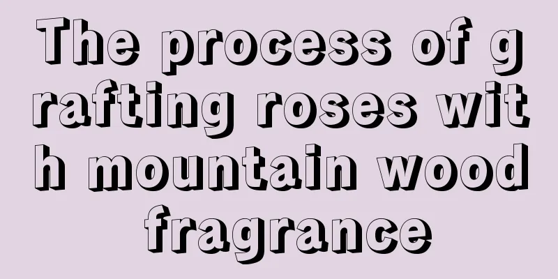 The process of grafting roses with mountain wood fragrance