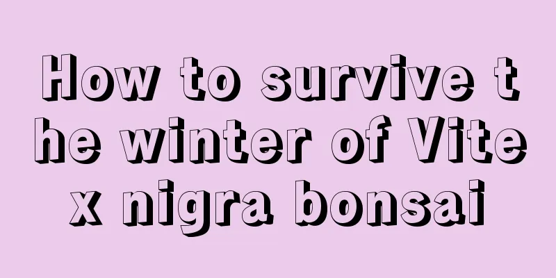 How to survive the winter of Vitex nigra bonsai