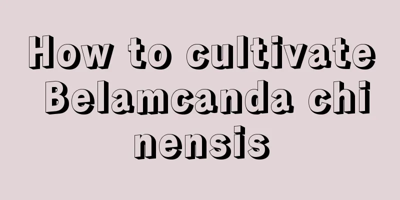 How to cultivate Belamcanda chinensis