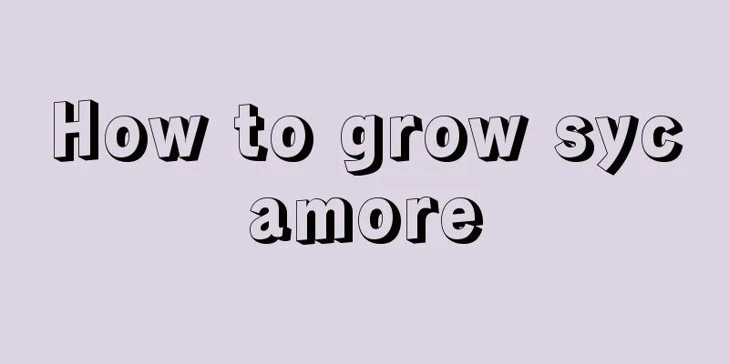 How to grow sycamore