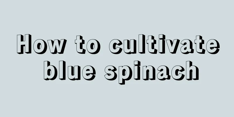 How to cultivate blue spinach