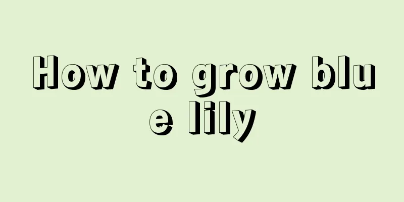 How to grow blue lily