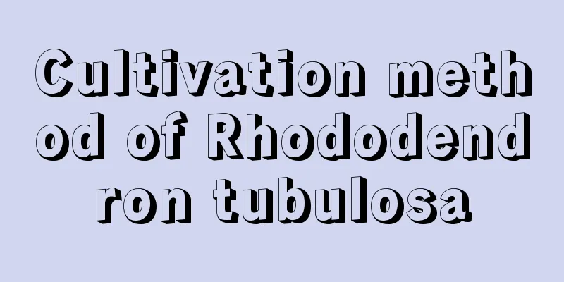 Cultivation method of Rhododendron tubulosa