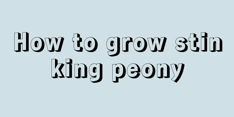 How to grow stinking peony