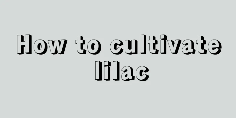 How to cultivate lilac