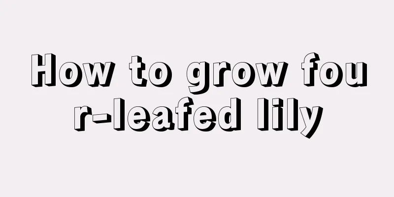 How to grow four-leafed lily