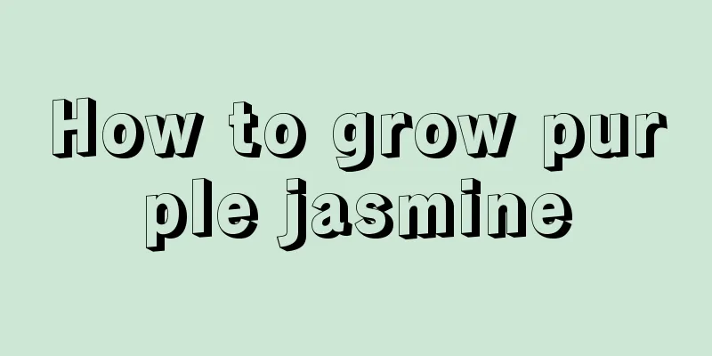 How to grow purple jasmine