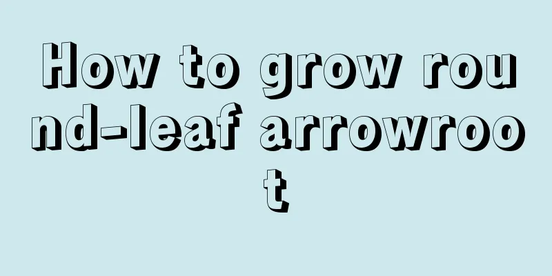 How to grow round-leaf arrowroot