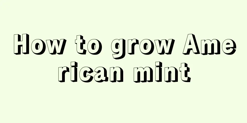 How to grow American mint