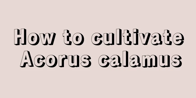 How to cultivate Acorus calamus