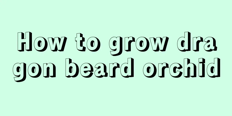 How to grow dragon beard orchid