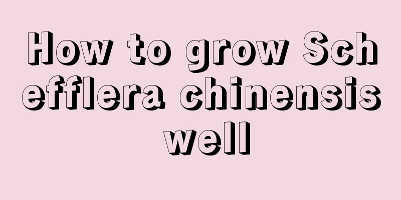 How to grow Schefflera chinensis well