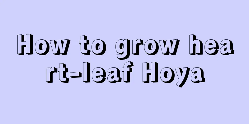 How to grow heart-leaf Hoya