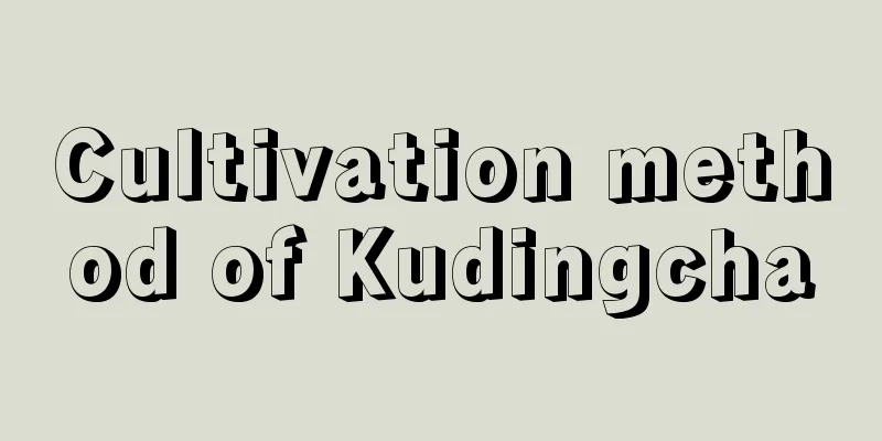 Cultivation method of Kudingcha