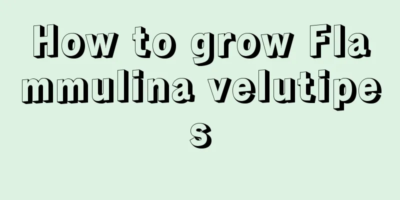 How to grow Flammulina velutipes